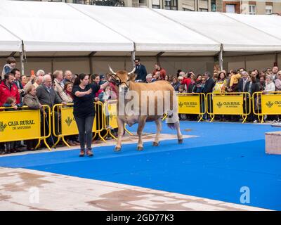 OVIEDO, ESPAGNE - 12 mai 2018 : Jeune femme présente la vache à l'exposition sur l'élevage l'Ascension juste, Oviedo, Espagne. Banque D'Images