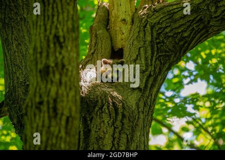 Le raton laveur (lotor de Procyon) dans le parc Banque D'Images