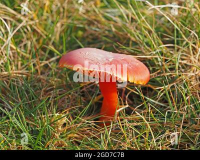 Le corps de fructification du champignon de la cichapeau cramoisi (hygrocybe punicea) s'estompe à jaune aux bords poussant sur la prairie de Waxcap non améliorée à Cumbria, Angleterre, Royaume-Uni Banque D'Images