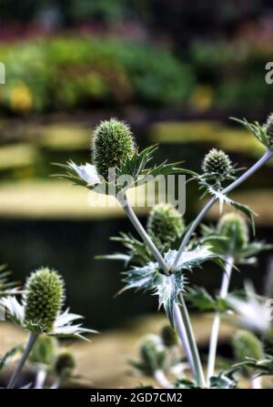 Plante d'Eryngos, Echinops verts sphaerocephalus, chardon-globe, gros plan, foyer sélectif, sur fond vert naturel flou Banque D'Images