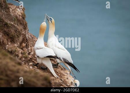 Sur le côté des falaises des falaises de Bempton Cliffs dans le Yorkshire, une paire de gannets (Morus bassanus) s'facturation l'un à l'autre Banque D'Images