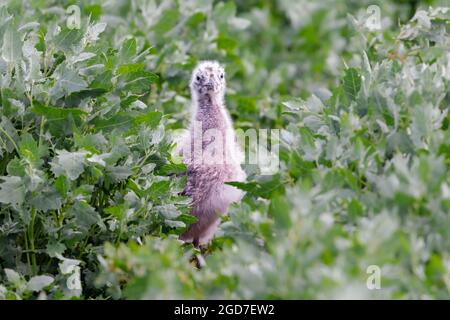 Caché au milieu de la végétation de l'île, ce poussin du Goéland argenté (Larus argentatus) regarde autour Banque D'Images