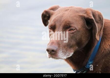 Portrait d'une tête de chien sérieuse contre un fond d'eau Banque D'Images