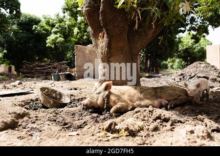 Cochon avec des porcelets dans la boue sous un manguier géant dans un village rural d'Afrique de l'Ouest; concept d'abus d'animaux Banque D'Images