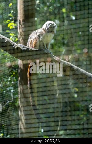 Tamarin en coton aka saguinus oedipus en captivité dans un zoo Banque D'Images