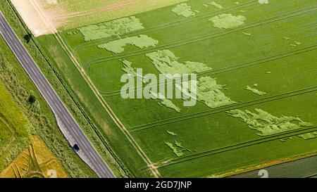 Vue aérienne des cultures agricoles champ plié par la pluie par un jour nuageux Banque D'Images