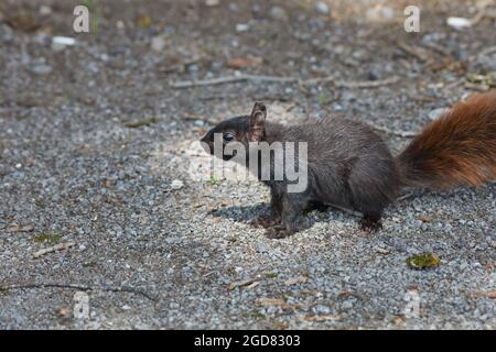 Un écureuil noir avec une queue rouge se tient sur le gravier. Cet animal est une forme mélanistique de l'écureuil gris de l'est (Sciurus carolinensis), ayant une var Banque D'Images