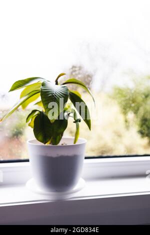 gros plan de l'usine de frangipani en pot blanc à l'intérieur près de la fenêtre avec des gouttes de pluie sur le verre et de la pluie dehors de la prise de vue à faible profondeur de champ Banque D'Images