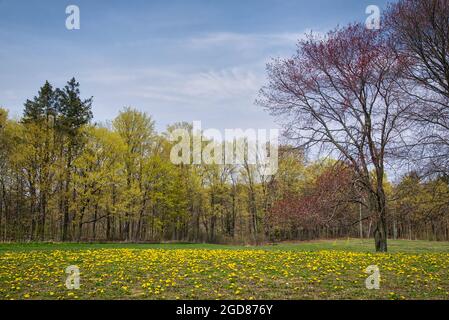 Printemps dans le parc avec des pissenlits et pelouse verte Banque D'Images