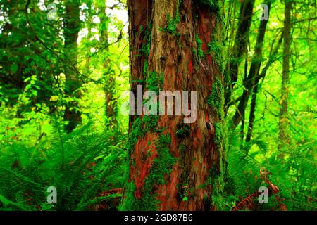 Une photo extérieure d'une forêt tropicale du nord-ouest du Pacifique avec un arbre de Yew du Pacifique Banque D'Images