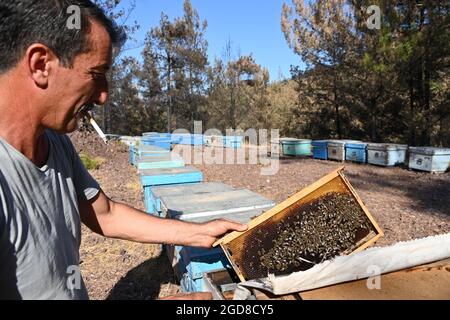 Marmaris, Turquie. 11 août 2021. Yasar Karayigit s'agenouille devant des boîtes d'abeilles près du village d'Osmaniye dans la région de Marmaris. Les apiculteurs sont aux prises avec les conséquences des feux de forêt, parce que beaucoup d'arbres brûlés sont indispensables à la production de miel de pin. (À dpa: 'Les apiculteurs turcs de l'ouest de la Turquie désespérés après les feux de forêt') Credit: Anne Pollmann/dpa/Alamy Live News Banque D'Images
