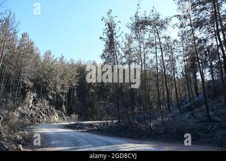 Marmaris, Turquie. 11 août 2021. Un morceau de forêt à la périphérie du village d'Osmaniye dans la région de Marmaris. Les apiculteurs doivent lutter durement contre les conséquences des feux de forêt, car beaucoup d'arbres brûlés sont indispensables à la production de miel de pin. Crédit : Anne Pollmann/dpa/Alay Live News Banque D'Images