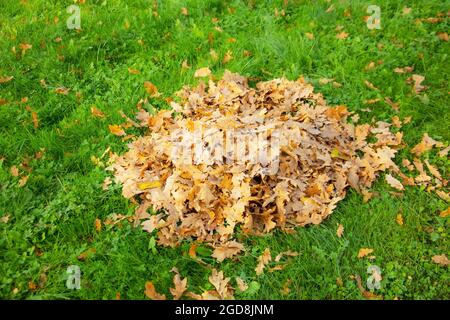 Une pile de feuilles de chêne d'automne sèches sur une pelouse en herbe verte ramassée par un concierge Banque D'Images