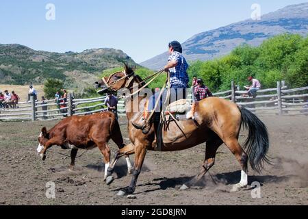 COCHRANE, CHILI - 31 janvier 2016 : Gaucho à cheval à la poursuite du veau. Patagonie. Région d'Aysen. Banque D'Images