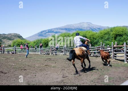 COCHRANE, CHILI - 31 janvier 2016 : Gaucho à cheval à la poursuite du veau. Patagonie. Région d'Aysen. Banque D'Images