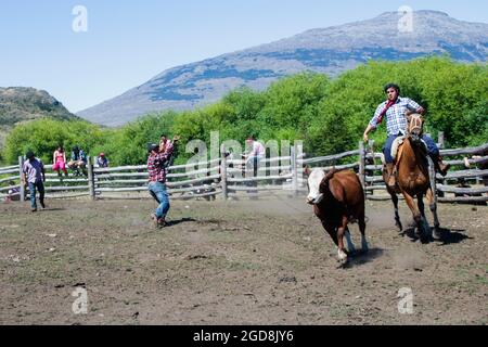 COCHRANE, CHILI - 31 janvier 2016 : Gaucho à cheval à la poursuite du veau. Patagonie. Région d'Aysen. Banque D'Images