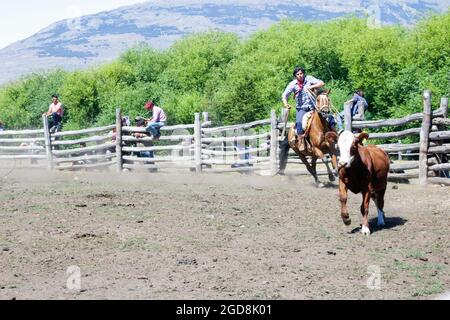 COCHRANE, CHILI - 31 janvier 2016 : Gaucho à cheval à la poursuite du veau. Patagonie. Région d'Aysen. Banque D'Images