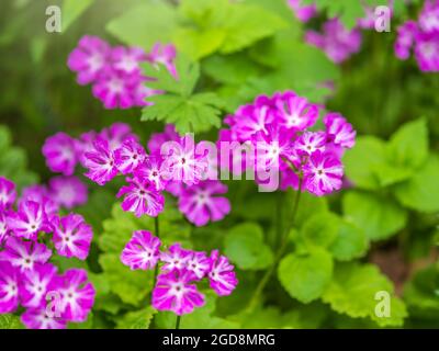 Belles fleurs violettes primrose japonaise, Primula sieboldii, également connu sous le nom de primrose asiatique et Cortusoides primula. Prim est un autre nom scientifique Banque D'Images