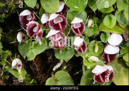 Colonie de petites orchidées de casque (Corybas carinatus), Sarawak, Bornéo Banque D'Images