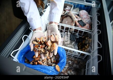 Gros plan des mains dans des gants en caoutchouc d'un poissonnier dans un magasin de poisson qui sort les moules de mer du réfrigérateur rempli de fruits de mer surgelés. Vue grand angle, Banque D'Images