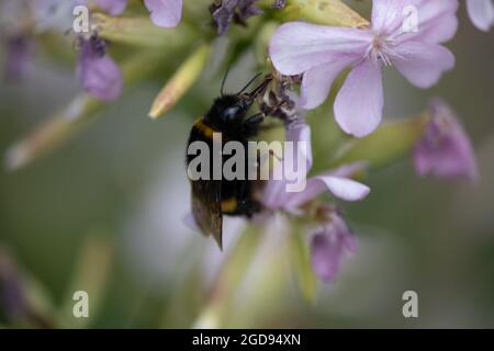 Bumble Bee queen (Bombus terrestris) sur Saponaria Banque D'Images