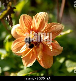 Abeille Bumble sur fleur orange Dahlia, variété Sunny Reggae Banque D'Images