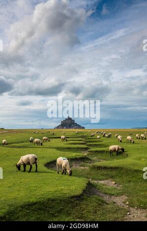 Sorties dans les prés-salés, France, Mont Saint Michel, été Banque D'Images