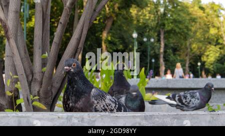 Colombes dans un parc de la ville par une journée ensoleillée d'été. Les pigeons envahissent les rues et les places, se nourrissant de nourriture rejetée. Mise au point sélective Banque D'Images