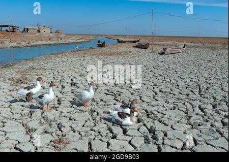 Al-Chibayish, Irak. 1er novembre 2018 Canards assis sur des terres fissurées par la sécheresse dans les marais centraux des zones humides méridionales de l'Irak près d'Al-Chibayis Banque D'Images