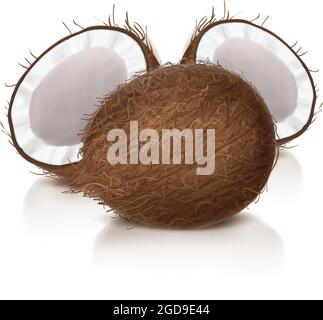 Coconut réaliste illustration vectorielle, coco-écrou entier et à moitié cassé avec réflexion, isolé sur fond blanc,. Kit pour le conditionnement d'aliments naturels et de cosmétiques biologiques. Illustration de Vecteur