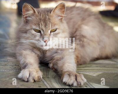 Un chat gris moelleux est au repos. Chat allongé, gros plan. Banque D'Images