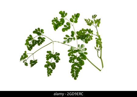 Moringa oléifera isolé sur fond blanc Banque D'Images