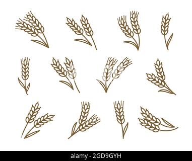 Illustration vectorielle des oreilles de blé, d'orge ou de seigle Illustration de Vecteur