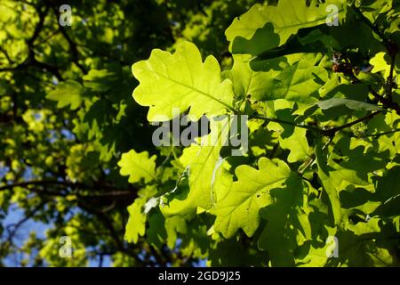 Feuilles de chêne dans Saw Pit Plantation, Richmond Park, Londres, Royaume-Uni Banque D'Images