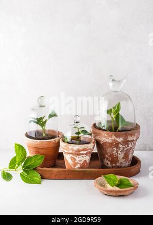 Nouvelles boutures usine d'hortensias dans les vieux pots de terre cuite avec cloches ou cloches en verre. Banque D'Images