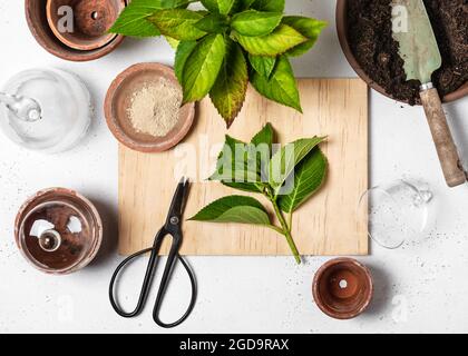 Comment démarrer une plante de fleur d'hortensia. Tige sans floraison avec beaucoup de feuilles à la propagation. Faire pousser des hortensias à partir de boutures Banque D'Images