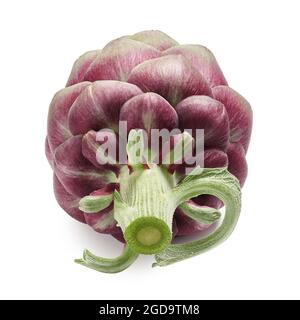 Artichaut violet frais isolé sur fond blanc Banque D'Images