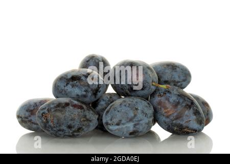 Plusieurs prunes Damson biologiques mûres, en gros plan, isolées sur blanc. Banque D'Images