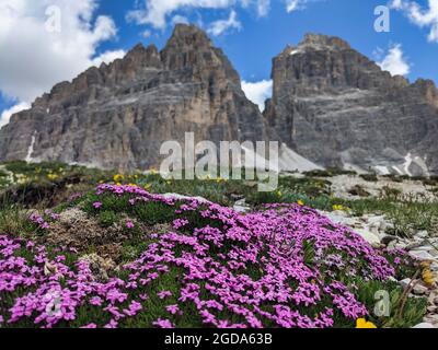 Belle vue sur le Tre Cime di Lavaredo. Belles fleurs roses en face du sommet, ciel bleu. Wanderlust Banque D'Images