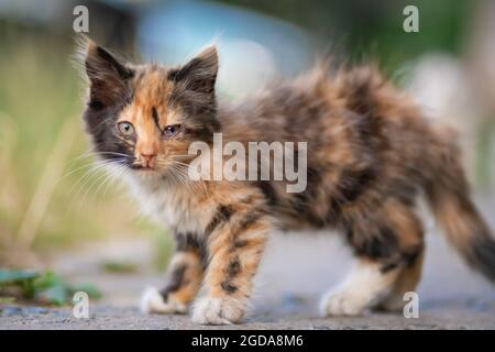 Gros plan d'un joli petit chaton tricolore tout doux qui regarde l'appareil photo dans la rue Banque D'Images