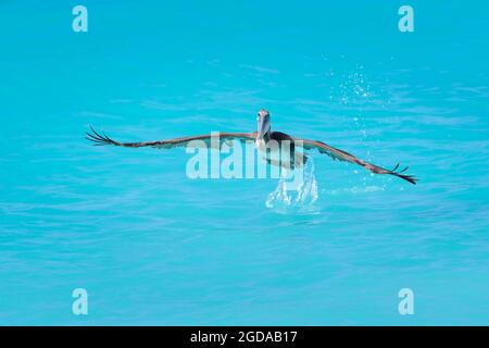 Pélican brun (Pelecanus occidentalis) qui débarque de l'eau de couleur tropicale, Bonaire, Antilles néerlandaises. Banque D'Images
