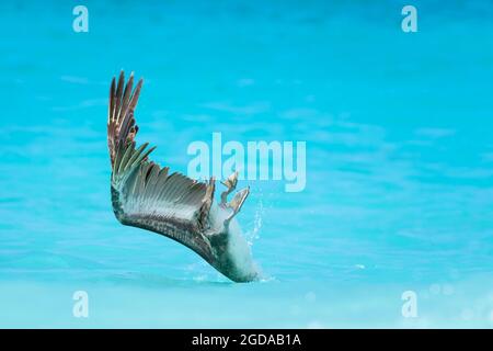 Pélican brun (Pelecanus occidentalis) plongée pour poissons dans les eaux tropicales colorées, Bonaire, Antilles néerlandaises. Banque D'Images