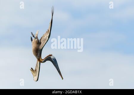 Pélican brun (Pelecanus occidentalis) plongée pour les poissons contre le ciel bleu, Bonaire, Antilles néerlandaises. Banque D'Images