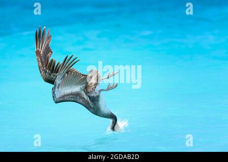 Pélican brun (Pelecanus occidentalis) plongée pour poissons dans les eaux tropicales colorées, Bonaire, Antilles néerlandaises. Banque D'Images