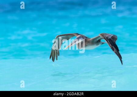 Pélican brun (Pelecanus occidentalis) volant au-dessus de l'eau de couleur tropicale, Bonaire, Antilles néerlandaises. Banque D'Images