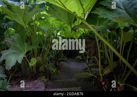 Le passage de Gunnera dans les spectaculaires jardins subtropicaux de Trebah dans les Cornouailles. Banque D'Images