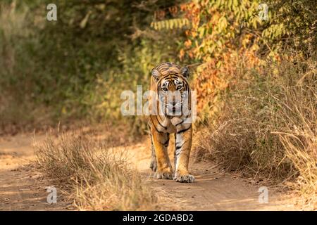 tigre du bengale royal sauvage tête de marche sur portrait dans la faune safari au parc national de ranthambore ou de la réserve de tigre rajasthan inde - panthera tigris ti Banque D'Images