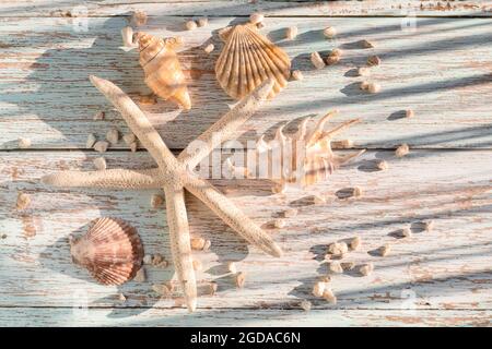 Coquillages et étoiles de mer sur fond de bois. Été, concept de voyage Banque D'Images