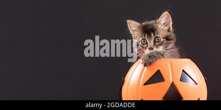 Un chat d'Halloween est assis dans un seau de citrouille pour les bonbons. Longue bannière sur fond noir pour l'espace de copie de texte. Banque D'Images