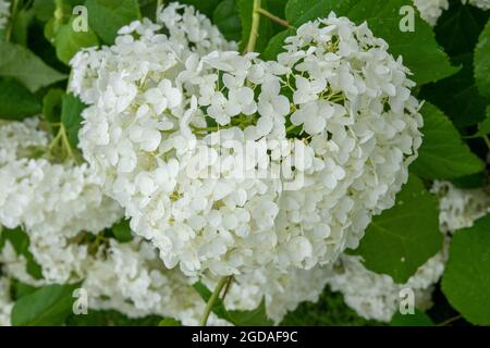 hortensia arborsecens communément appelé hortensia doux hortensia sauvage sevenbark ou fleur de mouton formant une forme de coeur Banque D'Images